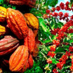 Guinée : vers une filière café-cacao durable, compétitive et sans déforestation
