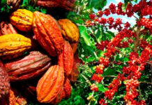Guinée : vers une filière café-cacao durable, compétitive et sans déforestation