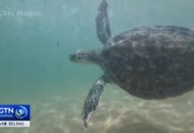 Chine : Pékin dénonce l’utilisation de « tortues espionnes » dans ses eaux territoriales