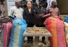 Trafic d’espèces protégées : 359 kg d’écailles de pangolin saisis à Conakry