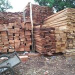 Guinée : l’exploitation et le commerce du bois interdits sur tout le territoire